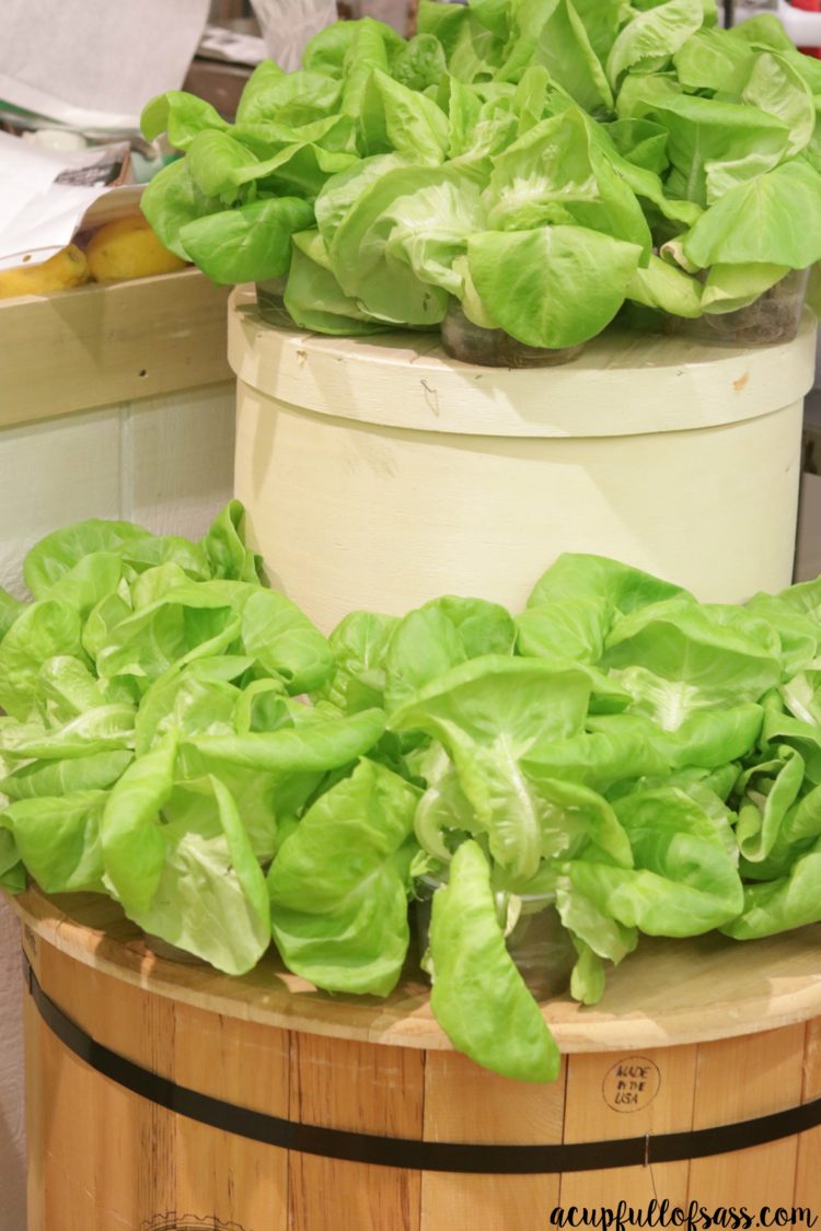 Eckert's Cooking Class Hydroponic Lettuce
