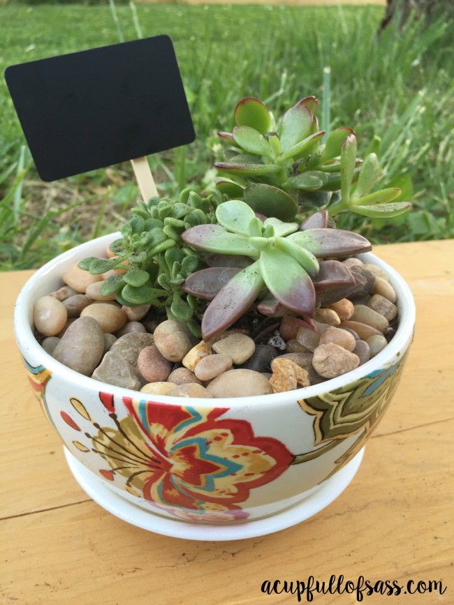 DIY Succulent Mug for Mother's Day