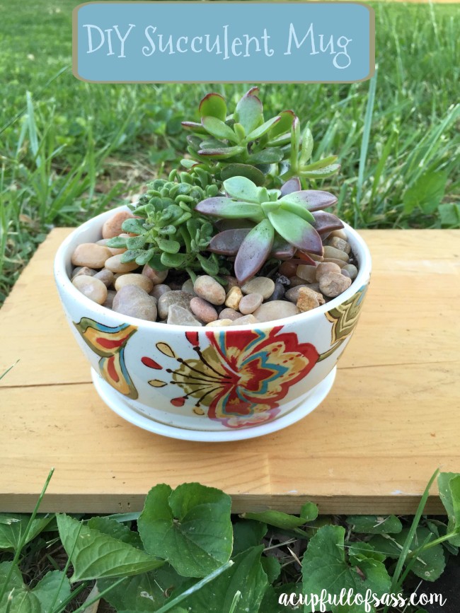 DIY Succulent Mug gift