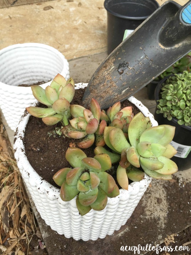 How to plant succulents