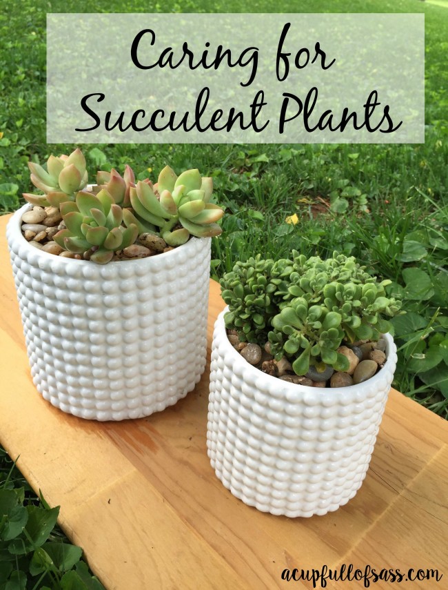 caring for succulent plants