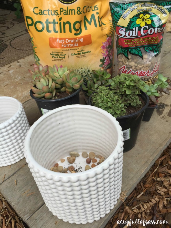 planting indoor succulents