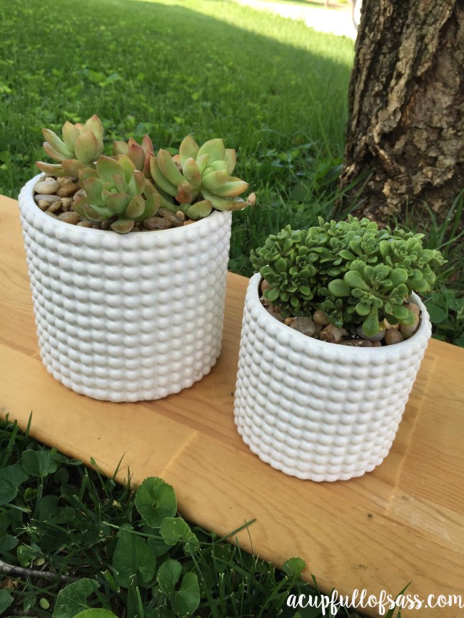 succulent plants in white pot