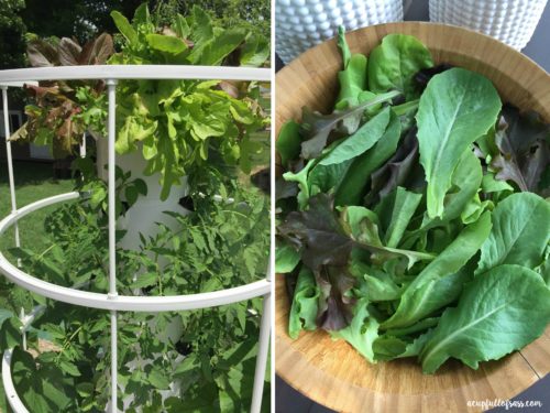 Juice Plus Tower Garden