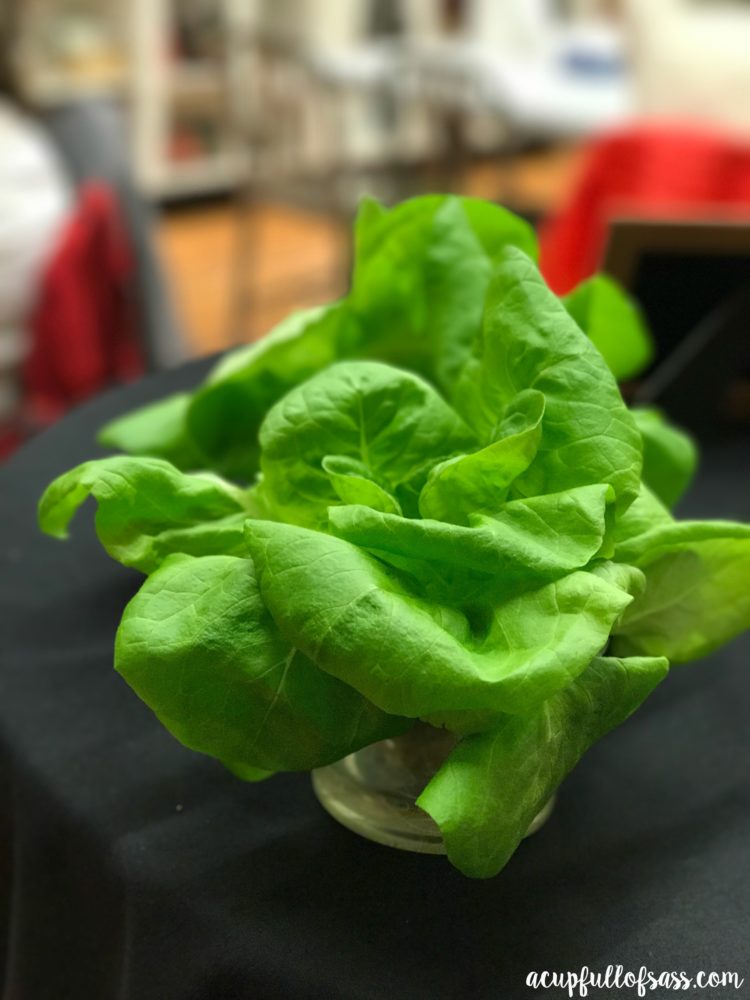 Hydroponic Lettuce at Eckert's Farm