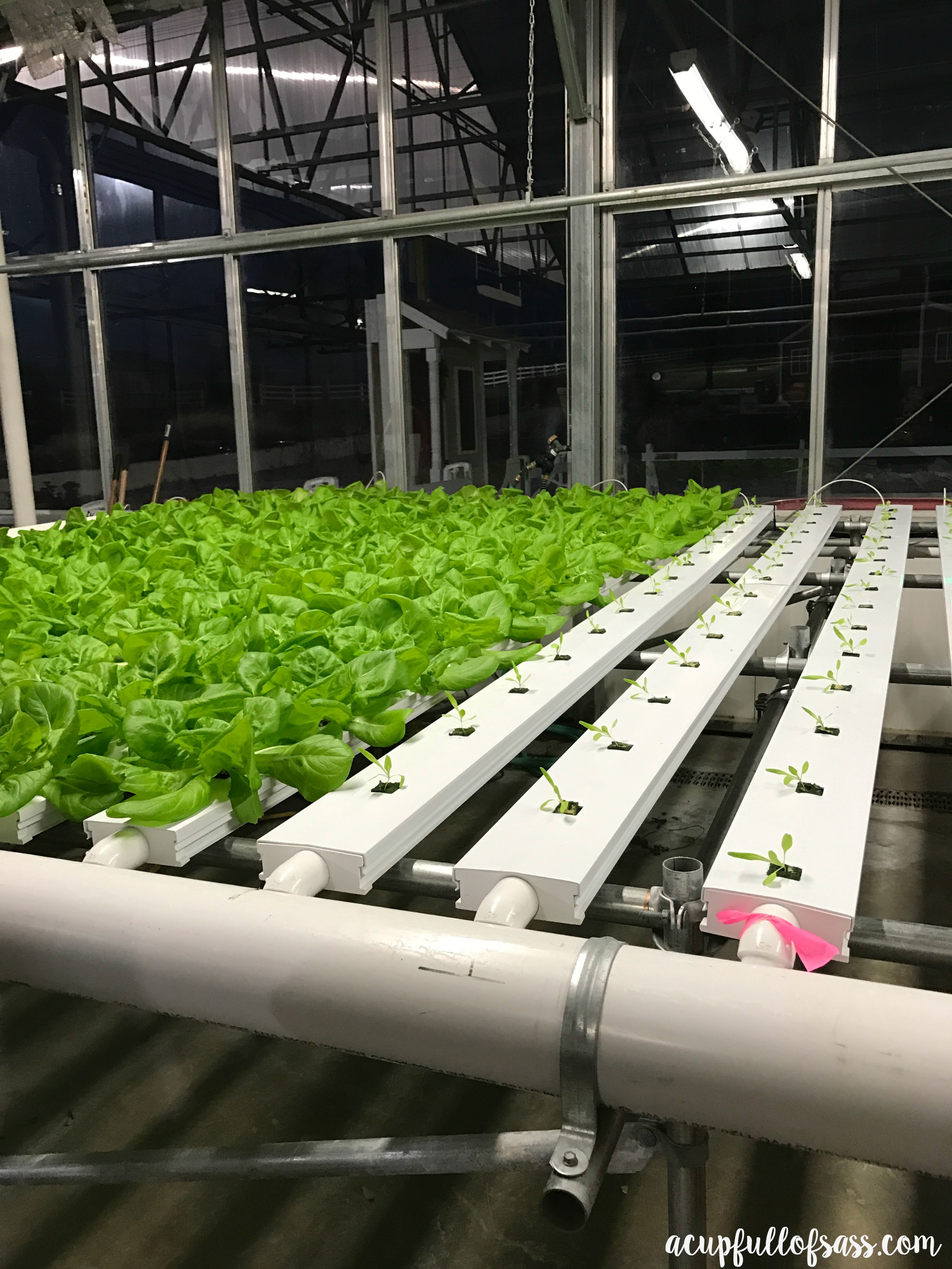 Hydroponic Lettuce at Ecket's Farm